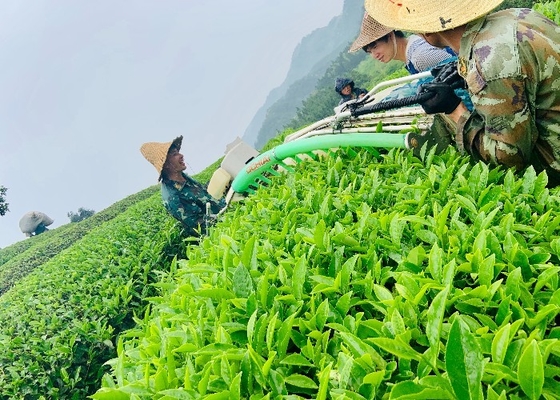 アンジ 白茶 春 に 採集 する と 濃い 茶色 の 茶 は 消化 を 促進 する